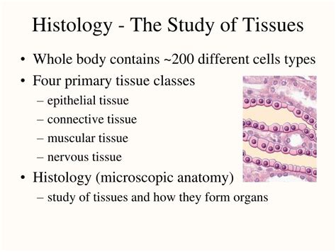 Ppt Introduction To Histology Tissues Of The Body Epithelial Tissue
