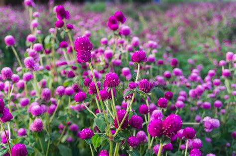 Globe Amaranth Or Bachelor Button Flower Garden Wild Purple Flower