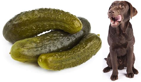 Cactus thorns could be grouped into two, depending on their sizes. Can Dogs Eat Pickles? - The Pet Town