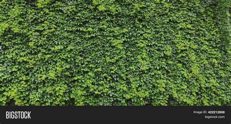 Green Ivy Leaves Image And Photo Free Trial Bigstock