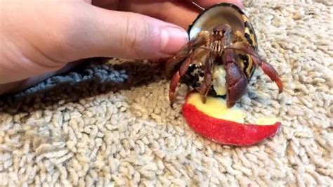 Crabs eat both plant and meat, but but you need to observe it to get a pretty good overview of what food the crawlers like and which one should not what do crabs eat. Adorable Hermit Crabs Eating Apple! (AMAZING!!!) - YouTube
