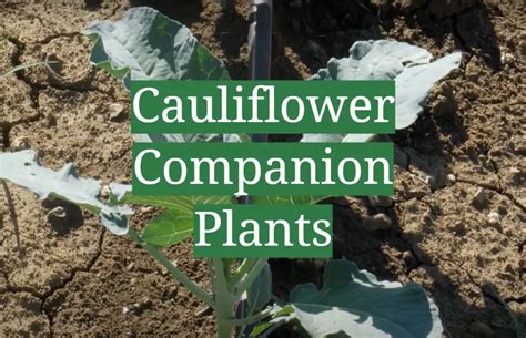 Cauliflower Companion Plants Gardenprofy