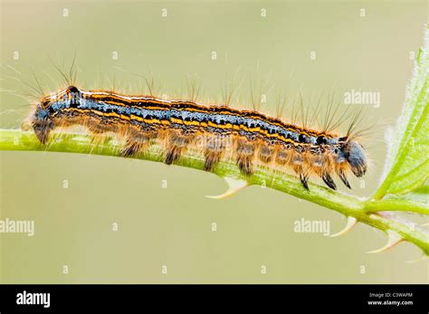 Lackey Moth Caterpillar Stock Photo Alamy