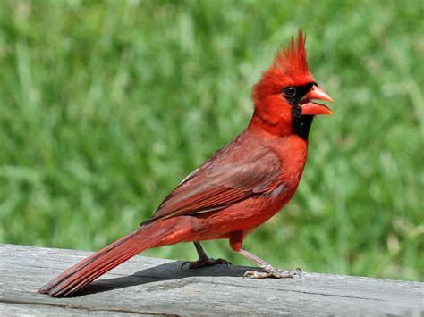 Filenorthern Cardinal Male Rwd2 Wikimedia Commons