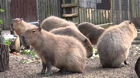 Feeding Time For The Giant Guinea Pigs Youtube