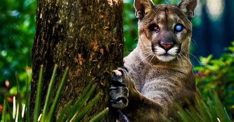 You Wont Believe This 41 Little Known Truths On Florida Panthers