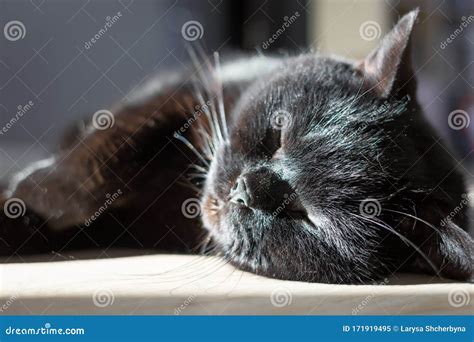 Face Of A Sleeping Black Cat Close Up Stock Image Image Of Lies