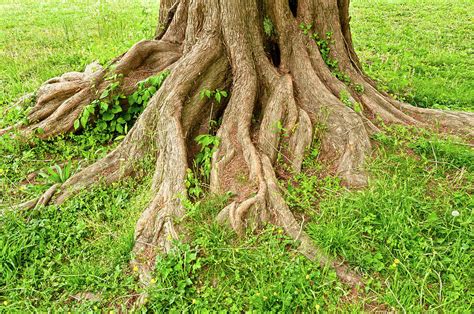 Tree Trunk With Exposed Roots Photograph By Travelif Fine Art America
