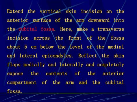 Ppt Dissection Of The Anterior Compartment Of The Arm Powerpoint