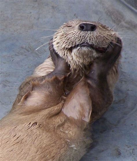 Sweet Sea Otter Dreaming And Drifting In The Water Cute Animals