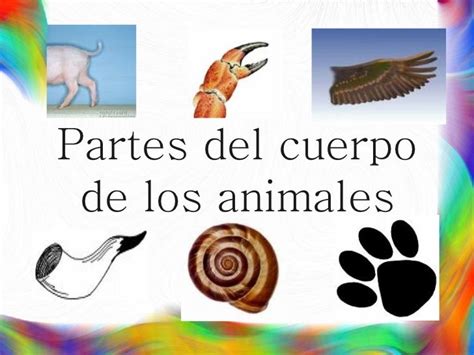 Partes Del Cuerpo De Animales En Ingles Para Niños Caracteres Niños