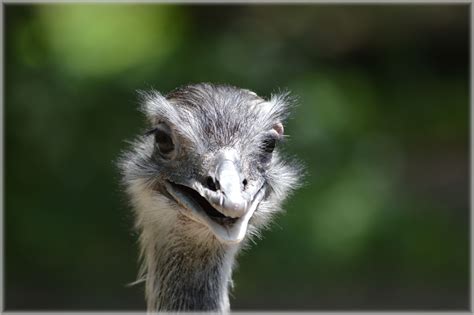 The Ostrich 2 Free Stock Photo Public Domain Pictures