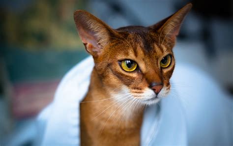 11 Things You Most Likely Didnt Know About Abyssinian Kittens For Sale