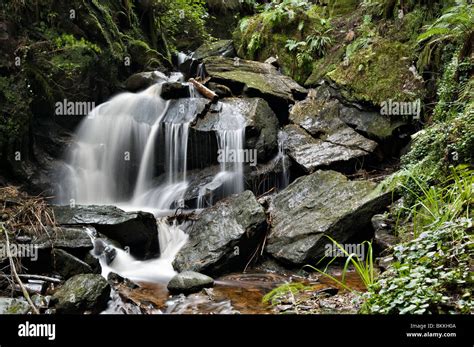 Waterfall At The Magical Pucks Glen Walk Benmore In Argyll Forest Park