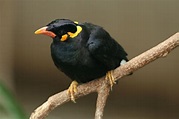 Mynah-Java-Hill - Bird Breeds Central
