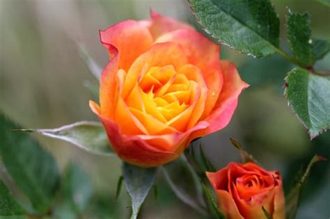 Flowering rose: Anna Ford | At Queen Mary's Gardens in Regen… | Flickr