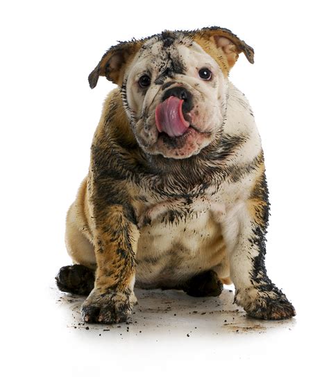 dirty dog - SNIFFERS Doggie Retreat