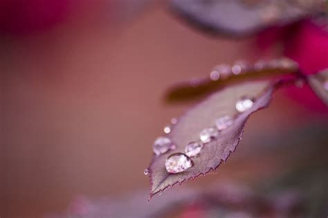 1920x1080 Wallpaper Water Drop On Purple Leaf Plant Peakpx