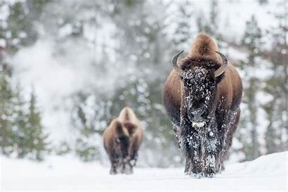 Winter Bison Animal Forest Snow Tiere Wildlife