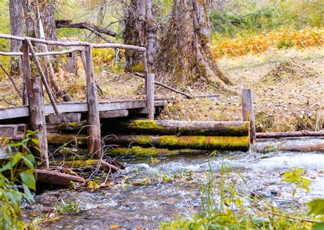 Premium Photo Wooden Bridge Over Stream In The Forest