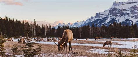Banff Evening Wildlife Tour Discover Banff Tours