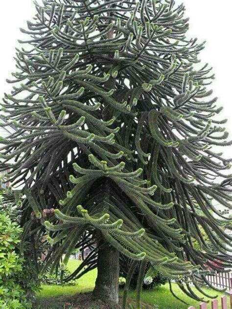 Large cut and polished section through the trunk of a silicified monkey puzzle tree. Very old/large monkey tree | Trees | Monkey puzzle tree ...