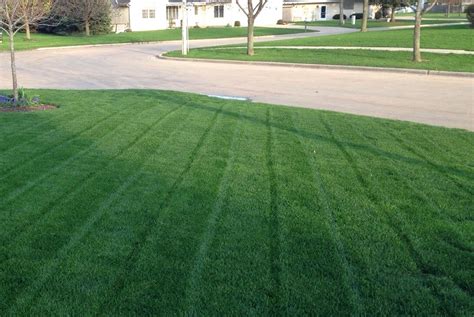 Turf Grass Seeds Supplier Bermuda Grass Rye Grass Blue Grass