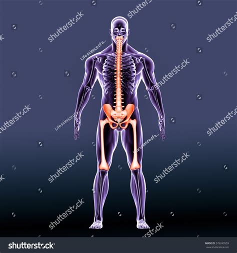 3d Render Human Body Skeleton Anatomy Stock Illustration 576249559