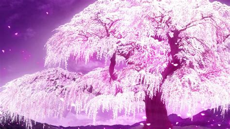 Anime Cherry Blossom Wallpapers Top Những Hình Ảnh Đẹp