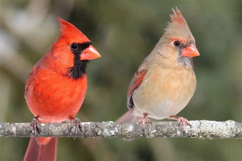 Top Backyard Birds In North Carolina Free Id Charts Bird Advisors