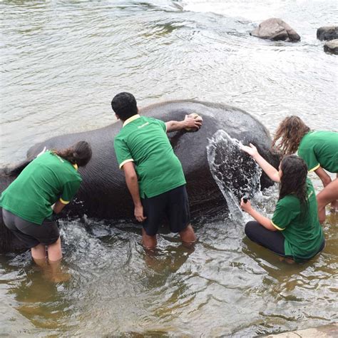 How To Volunteer At An Elephant Conservation Sanctuary In Sri Lanka