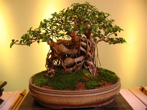 10 Things To Avoid When Growing Your Bonsai Tree