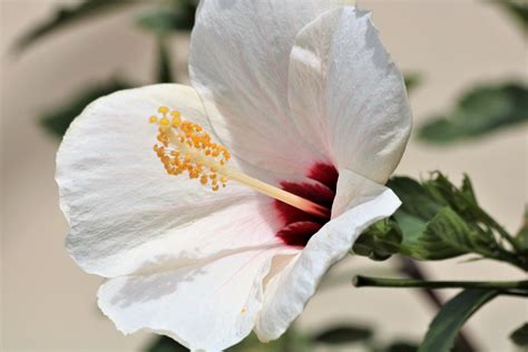 White Hibiscus Close Up Free Stock Photo Public Domain Pictures