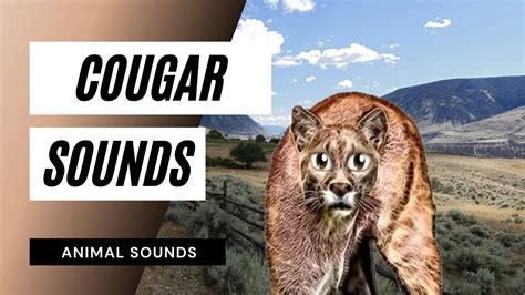 Cougar Sounds Cougar Sounds 46 Seconds Youtube