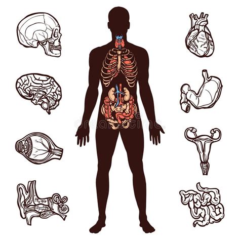 Figura Humana De La Anatomía Ilustración Del Vector Ilustración De