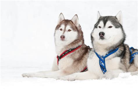 Male Vs Female Siberian Huskies Whats The Difference