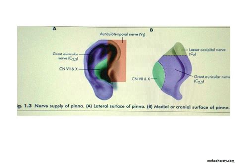 Anatomy Of External Ear Docx د احمد محي Muhadharaty