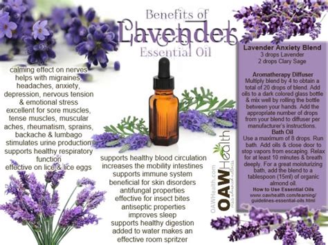 Lavender Essential Health Benefits 425567650x488 Oawhealth