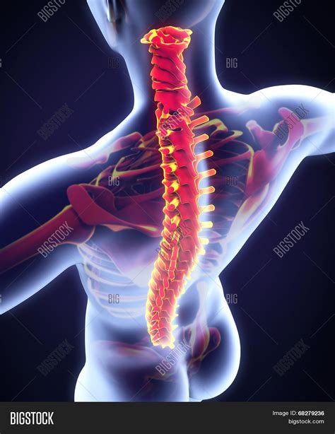 Human Male Spine Image And Photo Free Trial Bigstock