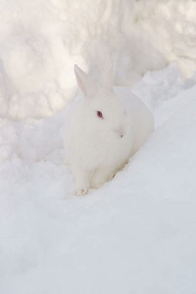 31 Best Images About Snow Bunny And Doggies On Pinterest
