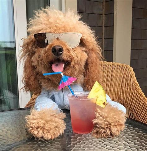 14 Pictures Only Goldendoodle Owners Will Think Are Funny