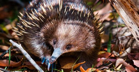 Solving The Mystery Of The Four Headed Echidna Penis Pursuit By The