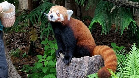 20230304 Red Panda Karma Eats Treats River Wonders Singapore Youtube