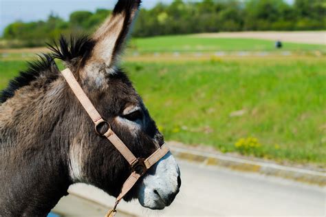 Donkey Animal Farm Free Photo On Pixabay Pixabay