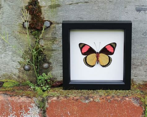 Framed Spring Butterfly Display Batesia Hypochlora Etsy