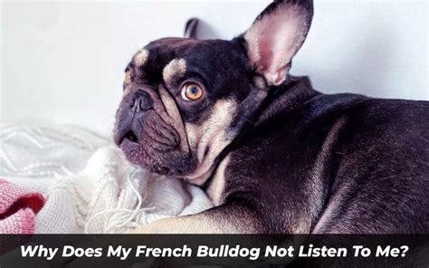 Why Does My French Bulldog Not Listen To Me Things To Know