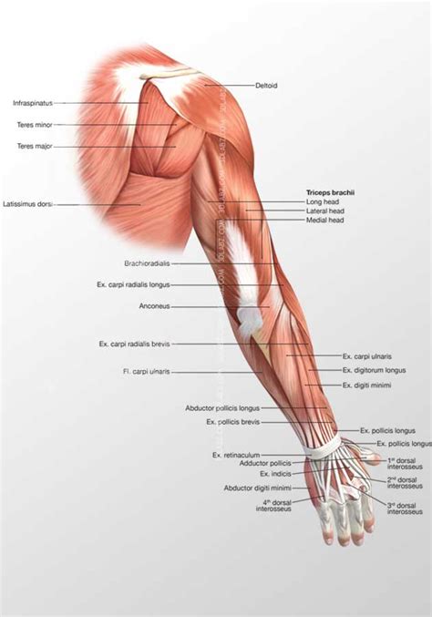 Arm Lateral Muscles 3d Illustration Labeled