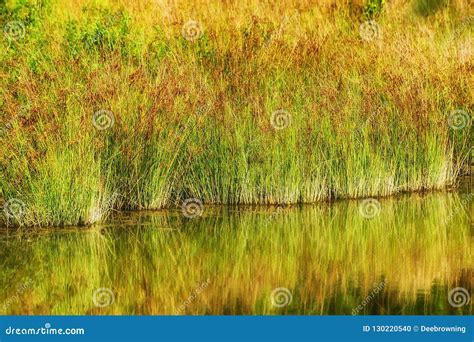 Reed Like Bog Plant Growing Along Shoreline Stock Photo Image Of Calm