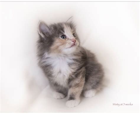 Misty Norwegian Forest Kitten Just Five Weeks Old Cant Wait To