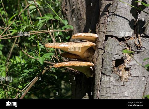 Giant Wild Mushrooms Grow On A Tree In The Uk Stock Photo Alamy